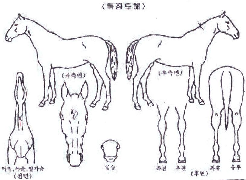 ÆÐ½ºÆ®¸ÇÀÇ Ãø¸é,¿ì¸é,µÞ¸é,µÎ»ó,´Ù¸®ÀÇ Æ¯Â¡µµÇØ
