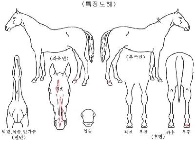 Æ÷º¸½ºÀÇ Ãø¸é,¿ì¸é,µÞ¸é,µÎ»ó,´Ù¸®ÀÇ Æ¯Â¡µµÇØ