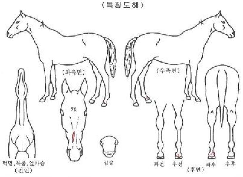 ½ºÆ®·ÕÀ§³ÊÀÇ Ãø¸é,¿ì¸é,µÞ¸é,µÎ»ó,´Ù¸®ÀÇ Æ¯Â¡µµÇØ