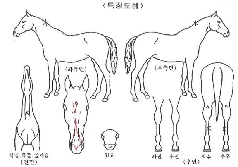 ¿ø¿þÀÌÀÇ Ãø¸é,¿ì¸é,µÞ¸é,µÎ»ó,´Ù¸®ÀÇ Æ¯Â¡µµÇØ