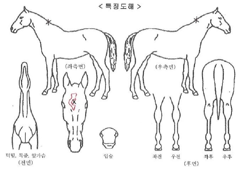 ÆÄƼ·¹À̳ªÀÚ¸¶ÀÇ Ãø¸é,¿ì¸é,µÞ¸é,µÎ»ó,´Ù¸®ÀÇ Æ¯Â¡µµÇØ