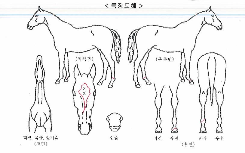 û¾çºñºÀÀÇ Ãø¸é,¿ì¸é,µÞ¸é,µÎ»ó,´Ù¸®ÀÇ Æ¯Â¡µµÇØ