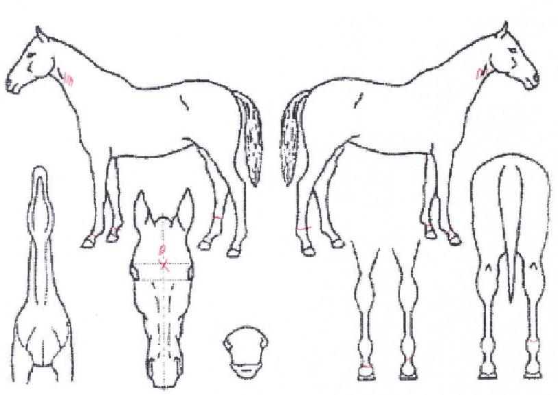 µå·¡°ï¸®º¥ÀúÀÇ Ãø¸é,¿ì¸é,µÞ¸é,µÎ»ó,´Ù¸®ÀÇ Æ¯Â¡µµÇØ