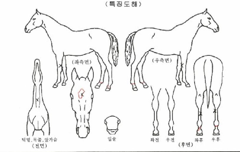 ºòÅ丮½ºÅ丮ÀÇ Ãø¸é,¿ì¸é,µÞ¸é,µÎ»ó,´Ù¸®ÀÇ Æ¯Â¡µµÇØ