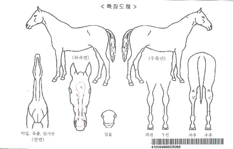 ·¹¸óÆÝÄ¡ÀÚ¸¶ÀÇ Ãø¸é,¿ì¸é,µÞ¸é,µÎ»ó,´Ù¸®ÀÇ Æ¯Â¡µµÇØ