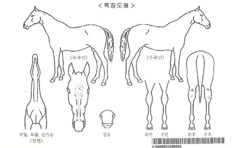 ½Å¾Øµå½º¸ðÅ©ÀÚ¸¶ÀÇ Ãø¸é,¿ì¸é,µÞ¸é,µÎ»ó,´Ù¸®ÀÇ Æ¯Â¡µµÇØ