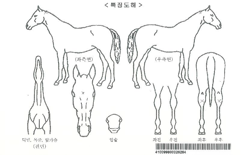 ºòÆÄ¿öÀÚ¸¶ÀÇ Ãø¸é,¿ì¸é,µÞ¸é,µÎ»ó,´Ù¸®ÀÇ Æ¯Â¡µµÇØ