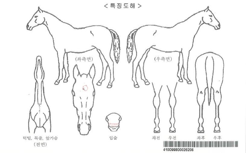 ¼¿½ÃÀÚ¸¶ÀÇ Ãø¸é,¿ì¸é,µÞ¸é,µÎ»ó,´Ù¸®ÀÇ Æ¯Â¡µµÇØ