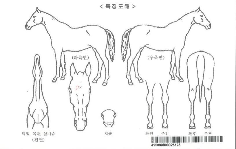 ŸÀÓÅõ·±ÀÇ Ãø¸é,¿ì¸é,µÞ¸é,µÎ»ó,´Ù¸®ÀÇ Æ¯Â¡µµÇØ