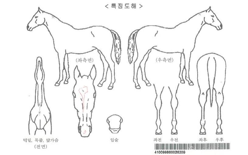 ¿¡½ºÅ°¸ðÁ½ºÆ®ÀÚ¸¶ÀÇ Ãø¸é,¿ì¸é,µÞ¸é,µÎ»ó,´Ù¸®ÀÇ Æ¯Â¡µµÇØ