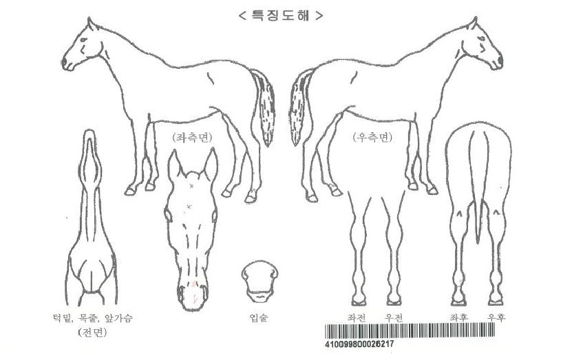 ¶ó¿Â¾Æ·¹½ºÀÚ¸¶ÀÇ Ãø¸é,¿ì¸é,µÞ¸é,µÎ»ó,´Ù¸®ÀÇ Æ¯Â¡µµÇØ