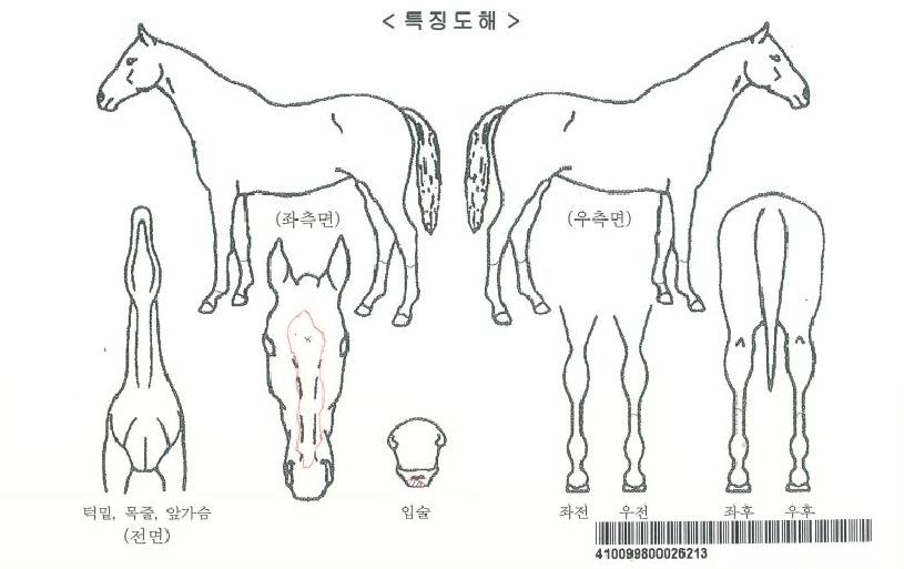 ĸƾº£·¯Æ¼ÀÇ Ãø¸é,¿ì¸é,µÞ¸é,µÎ»ó,´Ù¸®ÀÇ Æ¯Â¡µµÇØ