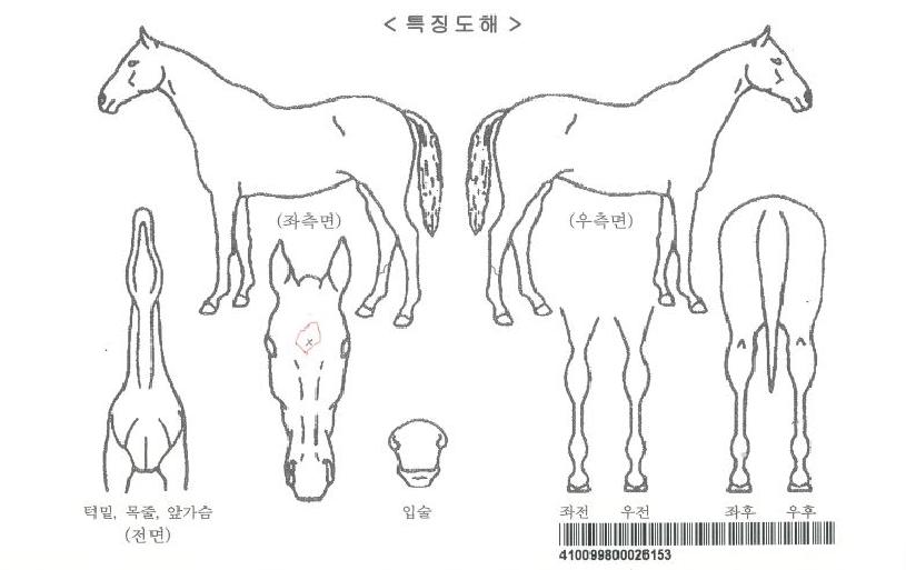 ½ºÅ¸»è½ºÀÚ¸¶ÀÇ Ãø¸é,¿ì¸é,µÞ¸é,µÎ»ó,´Ù¸®ÀÇ Æ¯Â¡µµÇØ