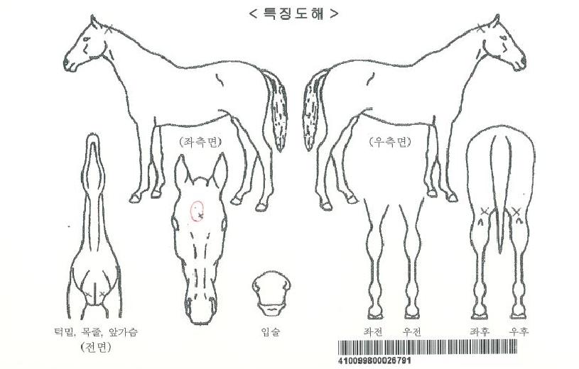 Åëõ´ë·ÎÀÚ¸¶ÀÇ Ãø¸é,¿ì¸é,µÞ¸é,µÎ»ó,´Ù¸®ÀÇ Æ¯Â¡µµÇØ