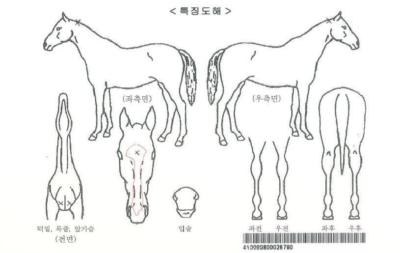 ½ÃÅ©¸´Æ÷±×ÀÇ Ãø¸é,¿ì¸é,µÞ¸é,µÎ»ó,´Ù¸®ÀÇ Æ¯Â¡µµÇØ