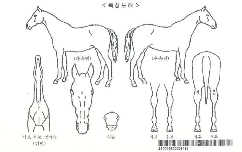 ±Ý¾Æ±Û·Î¸®ÀÚ¸¶ÀÇ Ãø¸é,¿ì¸é,µÞ¸é,µÎ»ó,´Ù¸®ÀÇ Æ¯Â¡µµÇØ