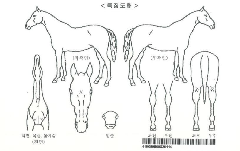 ÀÏ·ç½Ãºê·Î½ÃÀÚ¸¶ÀÇ Ãø¸é,¿ì¸é,µÞ¸é,µÎ»ó,´Ù¸®ÀÇ Æ¯Â¡µµÇØ