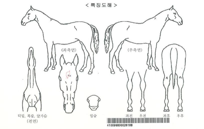 ½ºÆ®·ÕÄýÀÚ¸¶ÀÇ Ãø¸é,¿ì¸é,µÞ¸é,µÎ»ó,´Ù¸®ÀÇ Æ¯Â¡µµÇØ