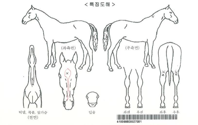 ÄÉÀÌ¿£¸Þ´ÏÄýÀÚ¸¶ÀÇ Ãø¸é,¿ì¸é,µÞ¸é,µÎ»ó,´Ù¸®ÀÇ Æ¯Â¡µµÇØ