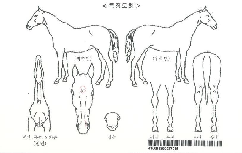 ÄýÀǺÎȰÀÚ¸¶ÀÇ Ãø¸é,¿ì¸é,µÞ¸é,µÎ»ó,´Ù¸®ÀÇ Æ¯Â¡µµÇØ