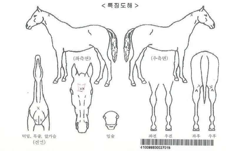 ÃÖ°í¾ßÃÖ°íÀÚ¸¶ÀÇ Ãø¸é,¿ì¸é,µÞ¸é,µÎ»ó,´Ù¸®ÀÇ Æ¯Â¡µµÇØ
