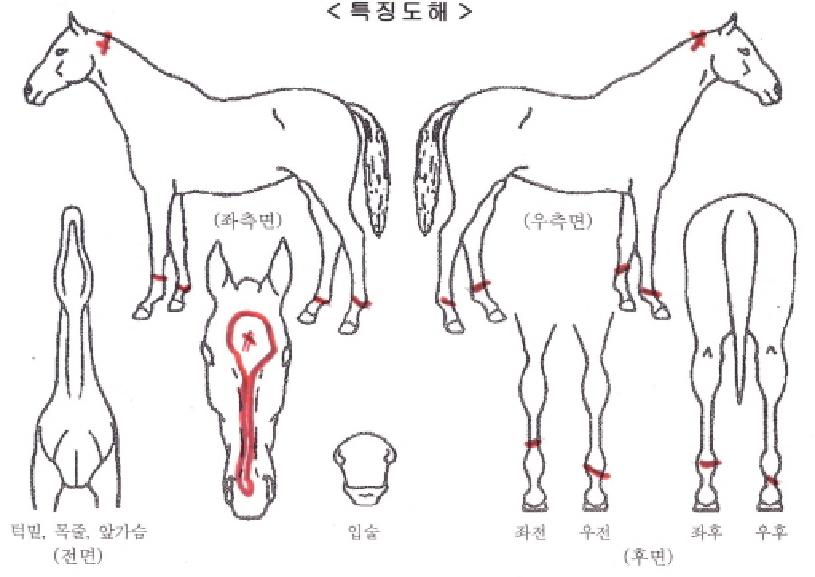 À§½ºÄܽŰÉÀÚ¸¶ÀÇ Ãø¸é,¿ì¸é,µÞ¸é,µÎ»ó,´Ù¸®ÀÇ Æ¯Â¡µµÇØ