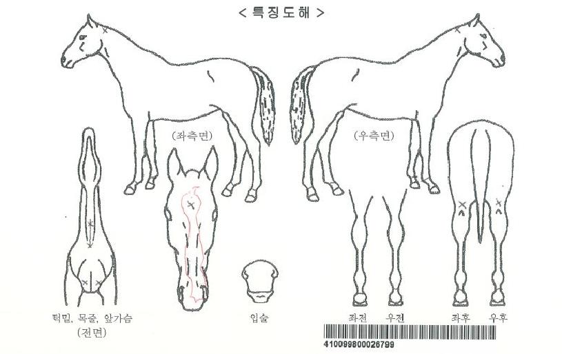 µµ¿ø°áÀÇÀÚ¸¶ÀÇ Ãø¸é,¿ì¸é,µÞ¸é,µÎ»ó,´Ù¸®ÀÇ Æ¯Â¡µµÇØ