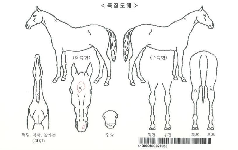 ¼Ò¿ìÀü·¯ºêÀÚ¸¶ÀÇ Ãø¸é,¿ì¸é,µÞ¸é,µÎ»ó,´Ù¸®ÀÇ Æ¯Â¡µµÇØ