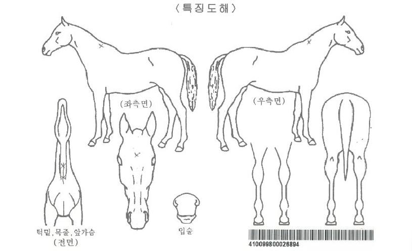 ÄÚ·²ÄÉÀ̺êÀÚ¸¶ÀÇ Ãø¸é,¿ì¸é,µÞ¸é,µÎ»ó,´Ù¸®ÀÇ Æ¯Â¡µµÇØ