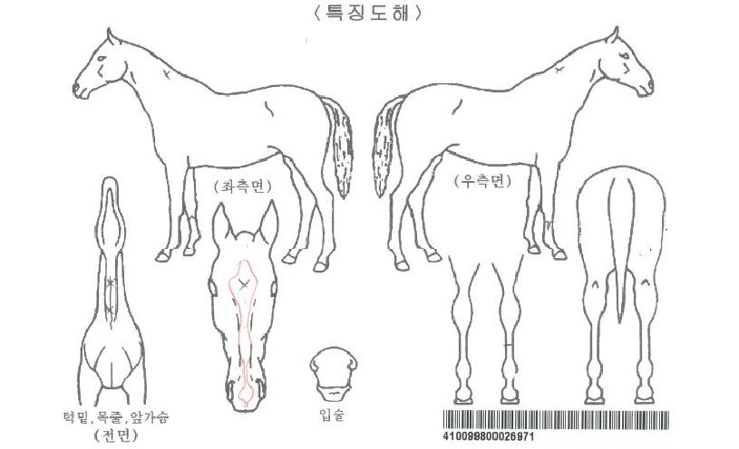 ¼Ò³ªÅ¸Á¸ÀÚ¸¶ÀÇ Ãø¸é,¿ì¸é,µÞ¸é,µÎ»ó,´Ù¸®ÀÇ Æ¯Â¡µµÇØ