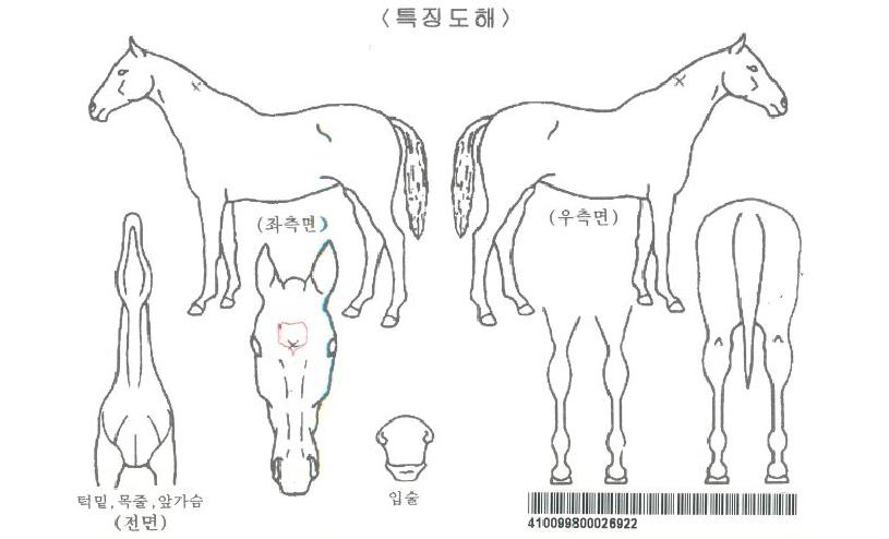 ¶óÀÌ¡¿¡À̽ºÀÚ¸¶ÀÇ Ãø¸é,¿ì¸é,µÞ¸é,µÎ»ó,´Ù¸®ÀÇ Æ¯Â¡µµÇØ