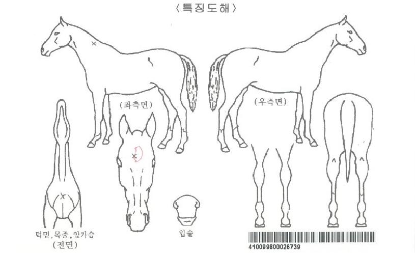 ¸ÞÀÌÀúÇ»¸®ÀÇ Ãø¸é,¿ì¸é,µÞ¸é,µÎ»ó,´Ù¸®ÀÇ Æ¯Â¡µµÇØ