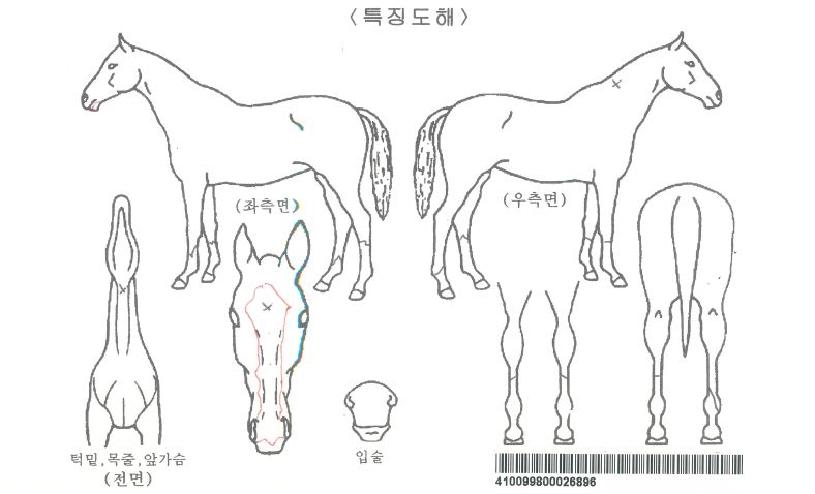 ¸ÅÁ÷ÈúÀÚ¸¶ÀÇ Ãø¸é,¿ì¸é,µÞ¸é,µÎ»ó,´Ù¸®ÀÇ Æ¯Â¡µµÇØ