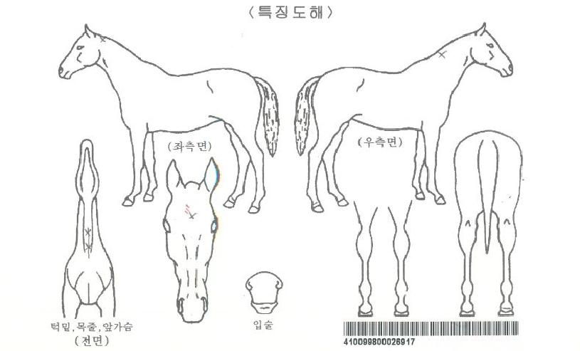 ¹«Çѵ¿·ÂÀÇ Ãø¸é,¿ì¸é,µÞ¸é,µÎ»ó,´Ù¸®ÀÇ Æ¯Â¡µµÇØ