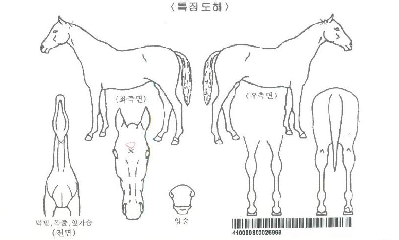 ´ÙÀ̾ƷεåÀÚ¸¶ÀÇ Ãø¸é,¿ì¸é,µÞ¸é,µÎ»ó,´Ù¸®ÀÇ Æ¯Â¡µµÇØ