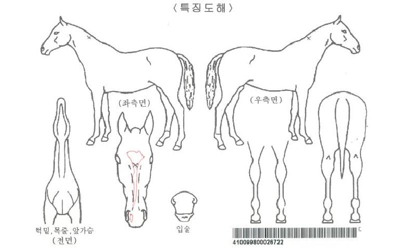 µà¾ÙÆøÇ³ÀÚ¸¶ÀÇ Ãø¸é,¿ì¸é,µÞ¸é,µÎ»ó,´Ù¸®ÀÇ Æ¯Â¡µµÇØ