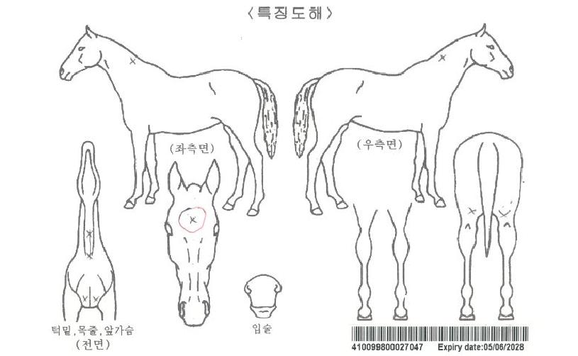 Çϸð´ÏÀ©µåÀÚ¸¶ÀÇ Ãø¸é,¿ì¸é,µÞ¸é,µÎ»ó,´Ù¸®ÀÇ Æ¯Â¡µµÇØ