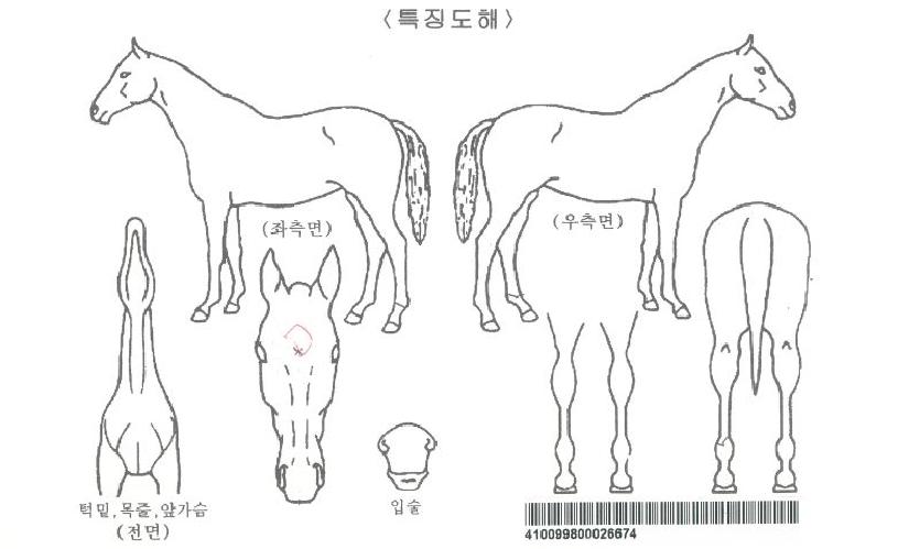 èÇǾðȦ´õÀÚ¸¶ÀÇ Ãø¸é,¿ì¸é,µÞ¸é,µÎ»ó,´Ù¸®ÀÇ Æ¯Â¡µµÇØ