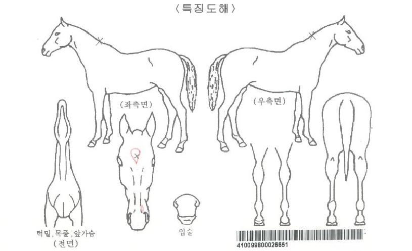 °ñµç½ºÆ®¶óÀÌÇÁÀÚ¸¶ÀÇ Ãø¸é,¿ì¸é,µÞ¸é,µÎ»ó,´Ù¸®ÀÇ Æ¯Â¡µµÇØ