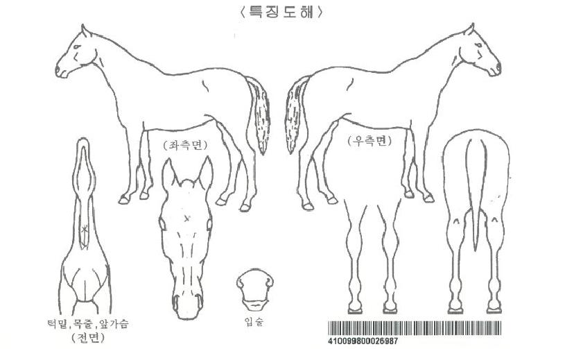¿¡Æä¸£³×ÀÚ¸¶ÀÇ Ãø¸é,¿ì¸é,µÞ¸é,µÎ»ó,´Ù¸®ÀÇ Æ¯Â¡µµÇØ