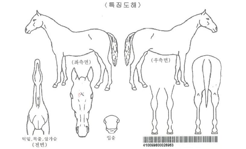 ½½¸²ÄýÀÚ¸¶ÀÇ Ãø¸é,¿ì¸é,µÞ¸é,µÎ»ó,´Ù¸®ÀÇ Æ¯Â¡µµÇØ