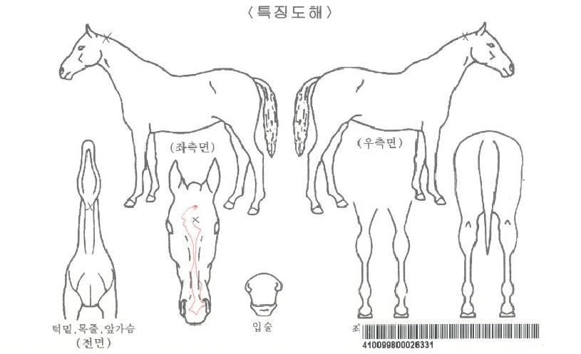 ŸÀ̰ŵ¥ÀÌÀÇ Ãø¸é,¿ì¸é,µÞ¸é,µÎ»ó,´Ù¸®ÀÇ Æ¯Â¡µµÇØ