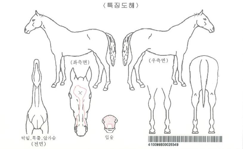 ½ºÅè¸ÅÁ÷ÀÚ¸¶ÀÇ Ãø¸é,¿ì¸é,µÞ¸é,µÎ»ó,´Ù¸®ÀÇ Æ¯Â¡µµÇØ