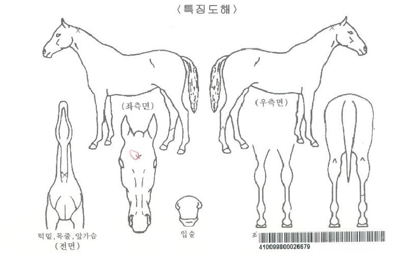 ¿¹½ºÀÕÁî¿ÍÀϵåÀÚ¸¶ÀÇ Ãø¸é,¿ì¸é,µÞ¸é,µÎ»ó,´Ù¸®ÀÇ Æ¯Â¡µµÇØ