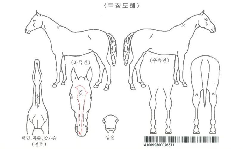 ÇѰ¿©¿ïÀÚ¸¶ÀÇ Ãø¸é,¿ì¸é,µÞ¸é,µÎ»ó,´Ù¸®ÀÇ Æ¯Â¡µµÇØ