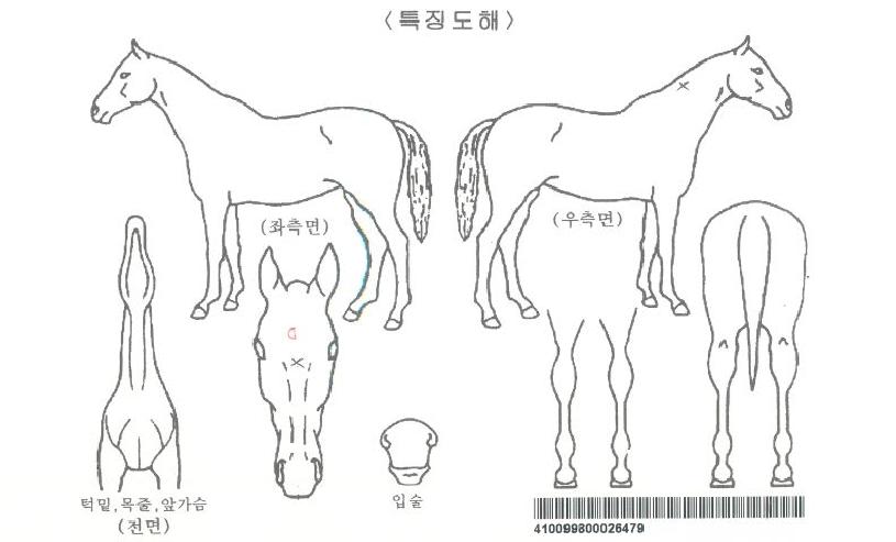 û¿îÁöº®ÀÚ¸¶ÀÇ Ãø¸é,¿ì¸é,µÞ¸é,µÎ»ó,´Ù¸®ÀÇ Æ¯Â¡µµÇØ