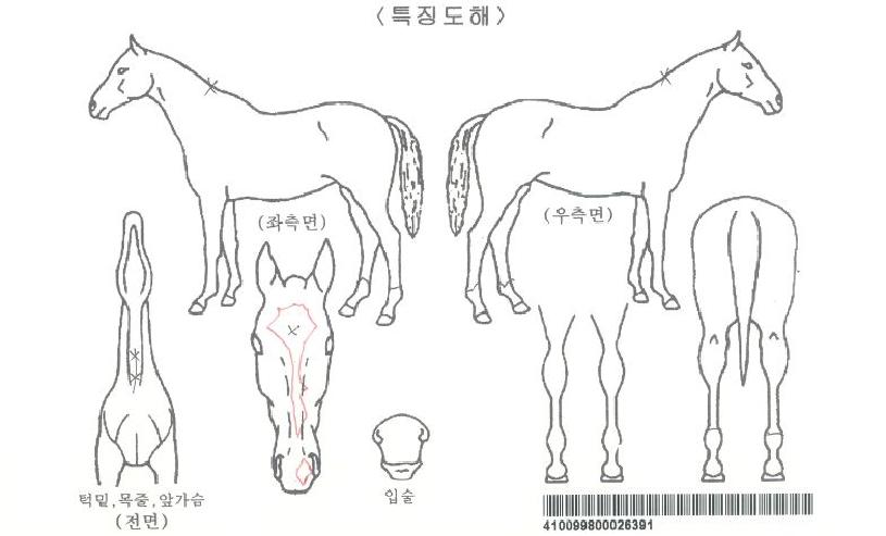 ÄÉÀÌÁ¦ÀÌ¿ö¸®¾îÀÚ¸¶ÀÇ Ãø¸é,¿ì¸é,µÞ¸é,µÎ»ó,´Ù¸®ÀÇ Æ¯Â¡µµÇØ