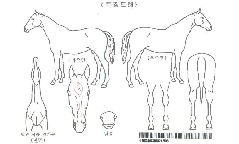 ÅÚ¹ÌÇã´ÏÀÚ¸¶ÀÇ Ãø¸é,¿ì¸é,µÞ¸é,µÎ»ó,´Ù¸®ÀÇ Æ¯Â¡µµÇØ