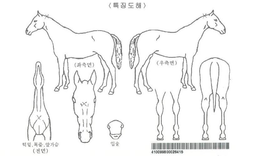 ¿ó½Ãµ¥ÀÌÁöÀÚ¸¶ÀÇ Ãø¸é,¿ì¸é,µÞ¸é,µÎ»ó,´Ù¸®ÀÇ Æ¯Â¡µµÇØ