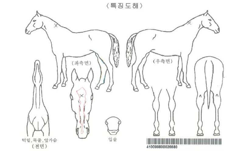 ¸ð¶õµ¿¹éÀÚ¸¶ÀÇ Ãø¸é,¿ì¸é,µÞ¸é,µÎ»ó,´Ù¸®ÀÇ Æ¯Â¡µµÇØ